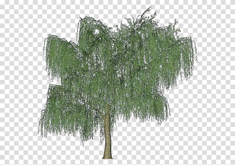 Tree Weeping willow Woody plant Shrub, albero della vita transparent background PNG clipart
