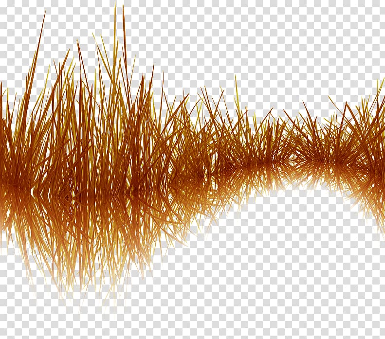Withered grass transparent background PNG clipart