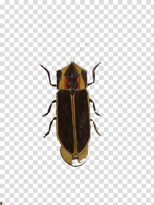 Cockroach Insect Blattodea, Hand-painted cockroaches transparent background PNG clipart