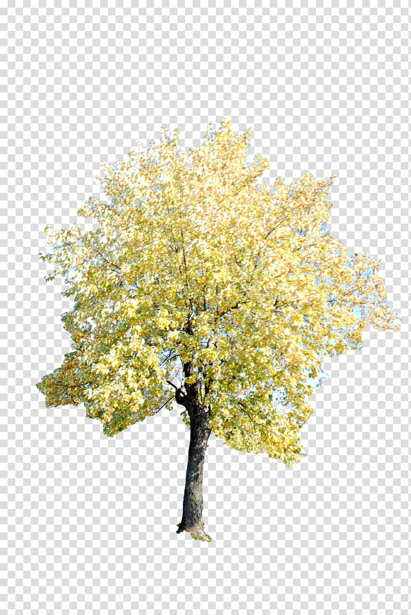 Twig Tree Ginkgo biloba, tree transparent background PNG clipart