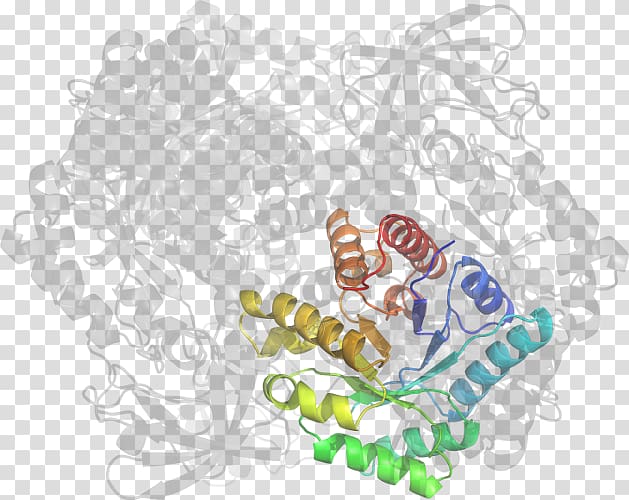 Organism , Pyruvate Kinase transparent background PNG clipart