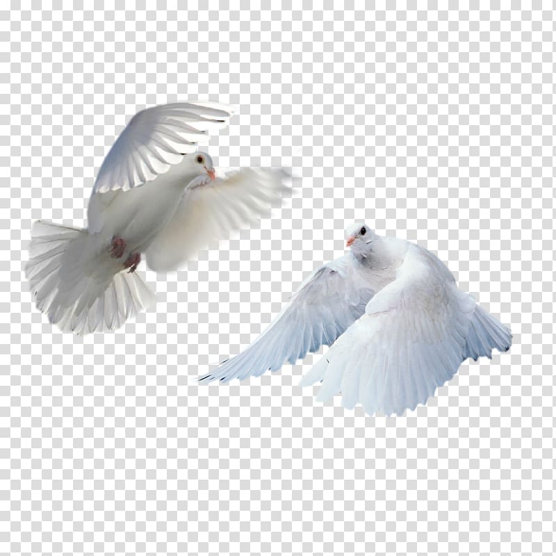 double dove transparent background PNG clipart