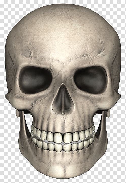 Skull Bone Skeleton , animal skull transparent background PNG clipart