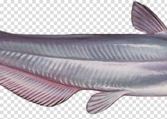 Blue catfish Fish products Milkfish Oily fish, others transparent background PNG clipart