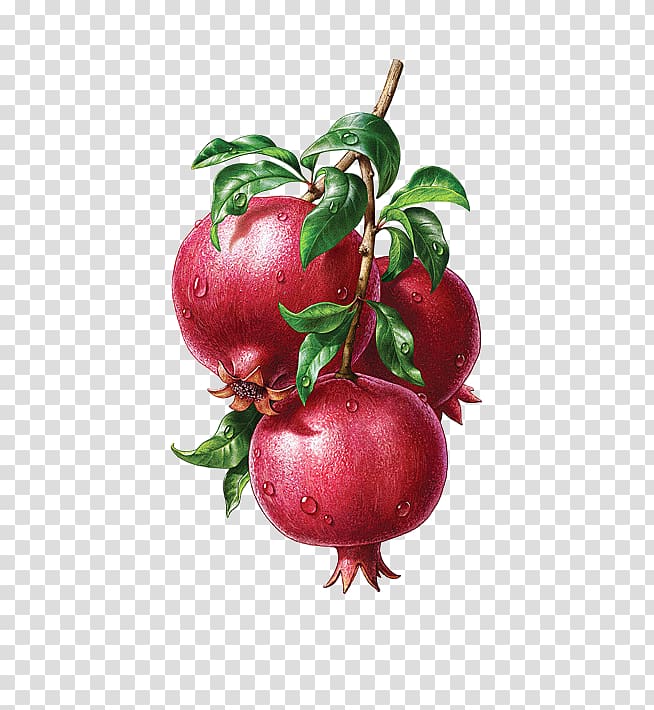 Pomegranate juice Illustration, pomegranate transparent background PNG clipart