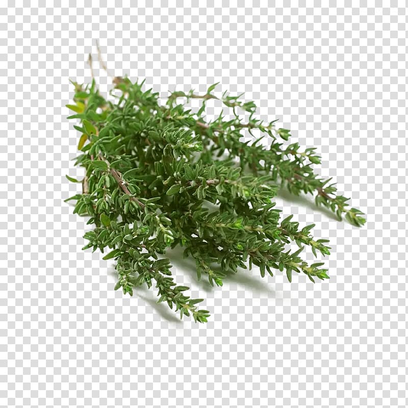 creative thyme transparent background PNG clipart