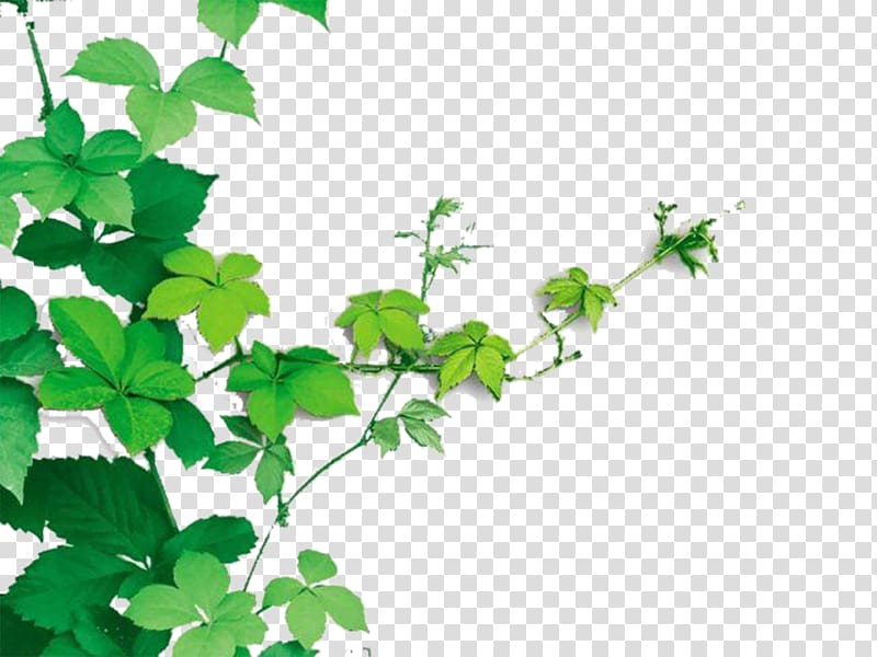 green leafed plant illustration, Vine Plant Raster graphics, Vines are available for free transparent background PNG clipart