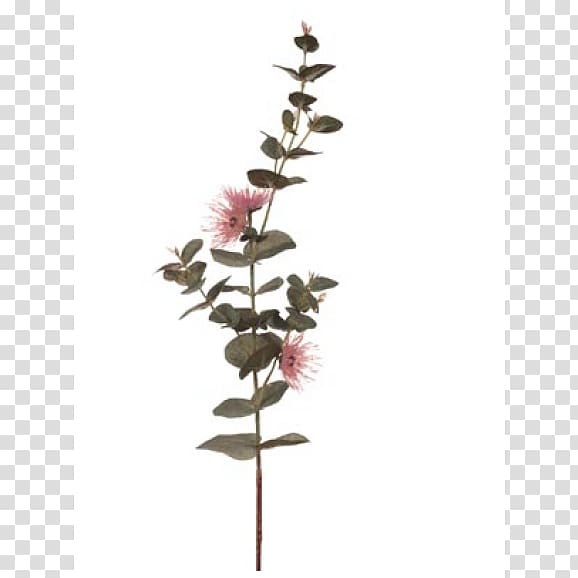 Twig Plant stem Flowering plant, silver dollar eucalyptus transparent background PNG clipart