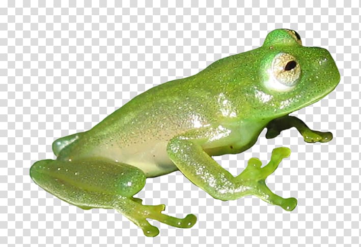 American bullfrog True frog Common frog Edible frog, frog transparent background PNG clipart
