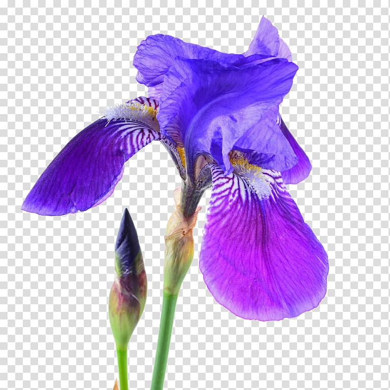 Northern blue flag Orris root Iris croatica , others transparent background PNG clipart