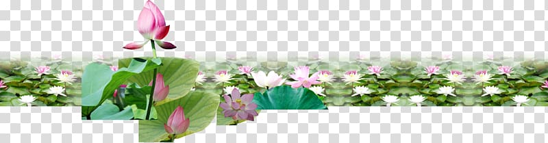 Nelumbo nucifera Pond Material Euclidean , Lotus beautiful lotus pond fresh material transparent background PNG clipart