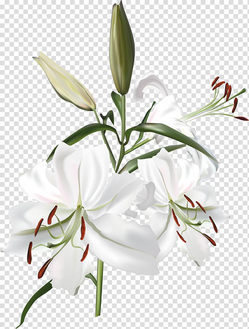 Lilium White, lily transparent background PNG clipart