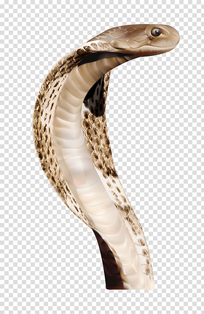 Snake King cobra, Anaconda File transparent background PNG clipart