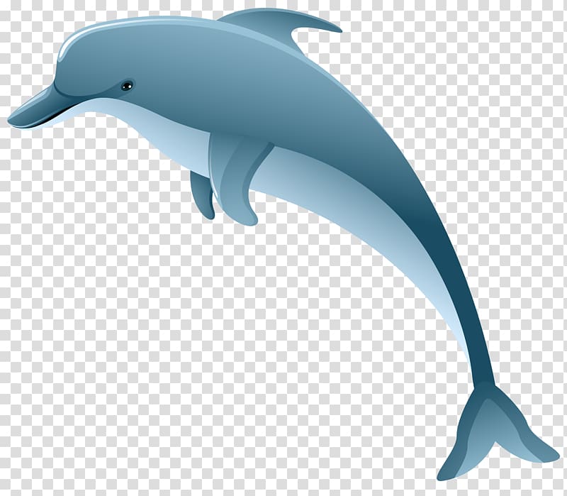 dolphin illustration, Dolphin , Dolphin transparent background PNG clipart