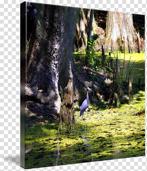 Heron Nature Ecosystem Gallery wrap Fauna, swamp scene transparent background PNG clipart
