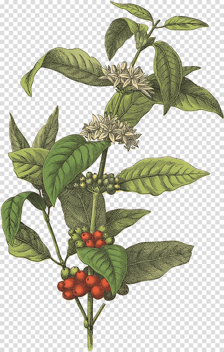 green plant , Coffee bean Cafe Botanical illustration Arabica coffee, coffee beans transparent background PNG clipart