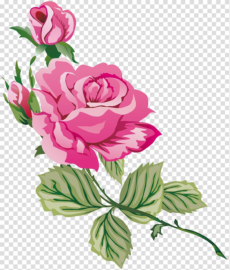 Garden roses Cabbage rose Blue rose , flower transparent background PNG clipart