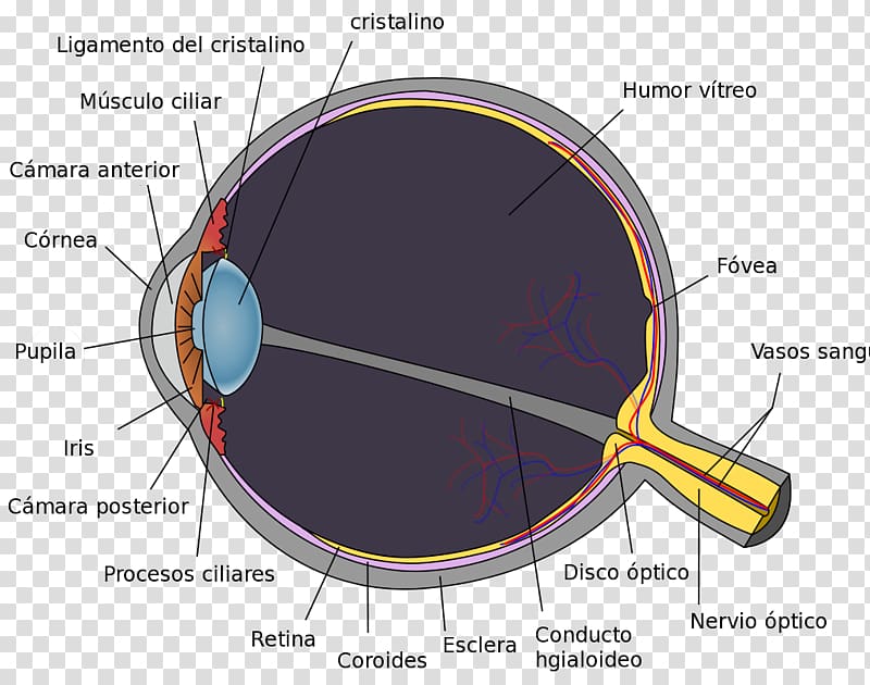 Organ Eye Nerve Anatomy Nervous system, Eye transparent background PNG clipart