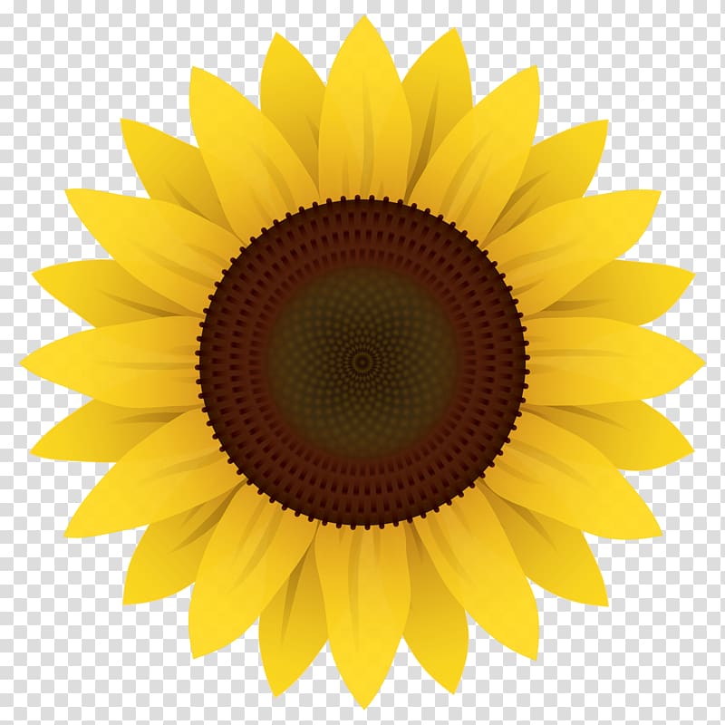 sunflower illustration, Common sunflower , Sunflower transparent background PNG clipart