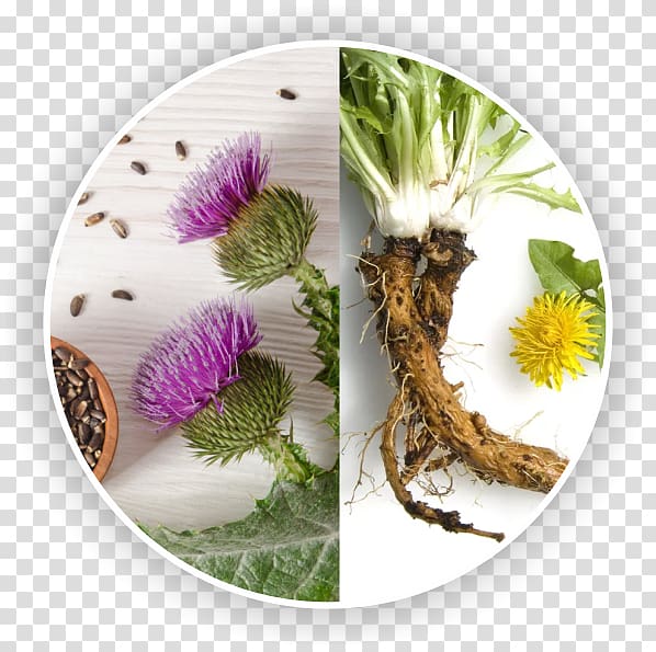 Common Dandelion Taraxacum sect. Ruderalia Root Plant Liver, others transparent background PNG clipart