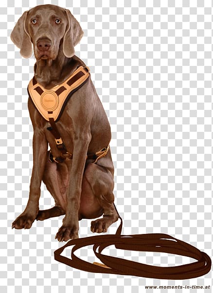 Dog breed Dog harness Sporting Group Leash, active living transparent background PNG clipart