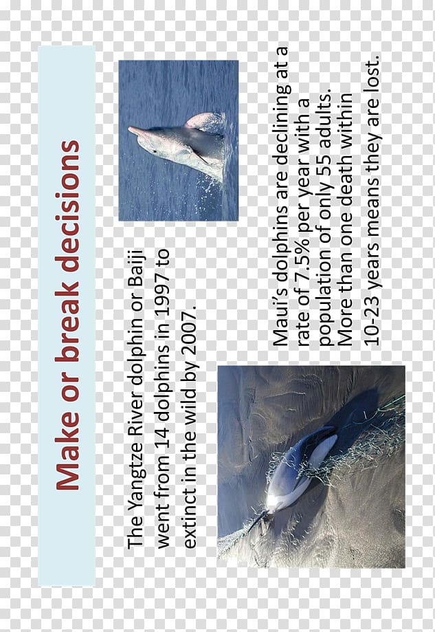 River dolphin Yangtze Baiji Font, dolphin transparent background PNG clipart