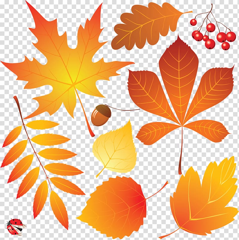 Autumn Leaves Drawing, hand painted autumn leaves transparent background PNG clipart