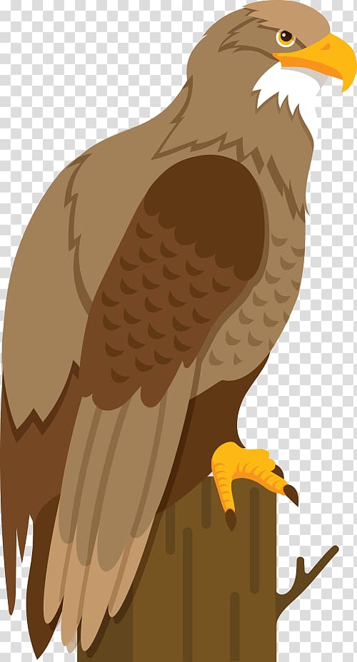 Bald Eagle Hawk Cartoon Illustration, Eagle stump transparent background PNG clipart