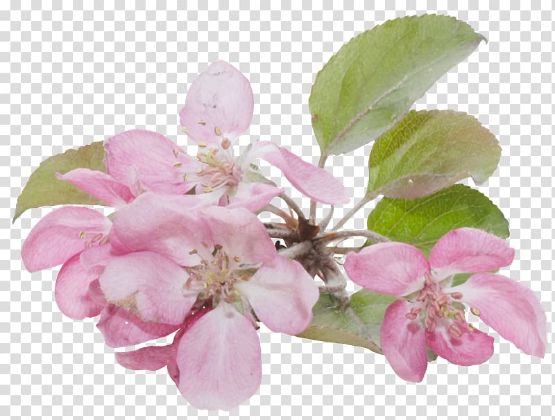 Blossom Flower Apples , Spa model transparent background PNG clipart