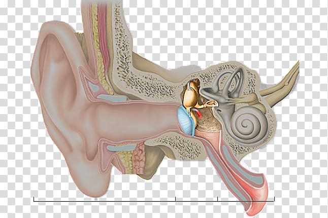Hearing Inner ear Middle ear Outer ear, ear transparent background PNG clipart