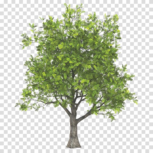Ashtree Management Services Ltd Ashtree Management Services Ltd Pruning Weeping willow, tree transparent background PNG clipart