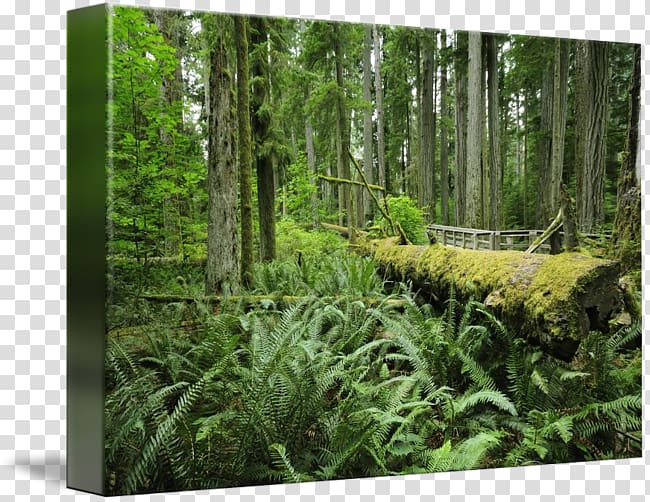 temperate rainforest clipart