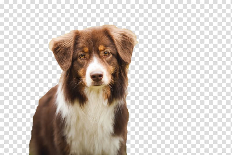 Australian Shepherd Dog breed Miniature American Shepherd German Shepherd Puppy, puppy transparent background PNG clipart