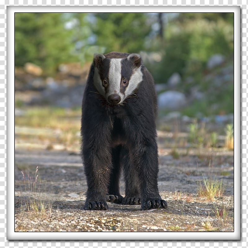 American black bear Sloth bear Terrestrial animal, bear transparent background PNG clipart