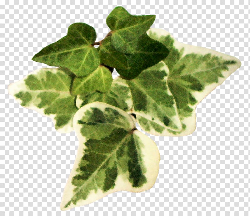 Leaf vegetable Herb , Leaf transparent background PNG clipart