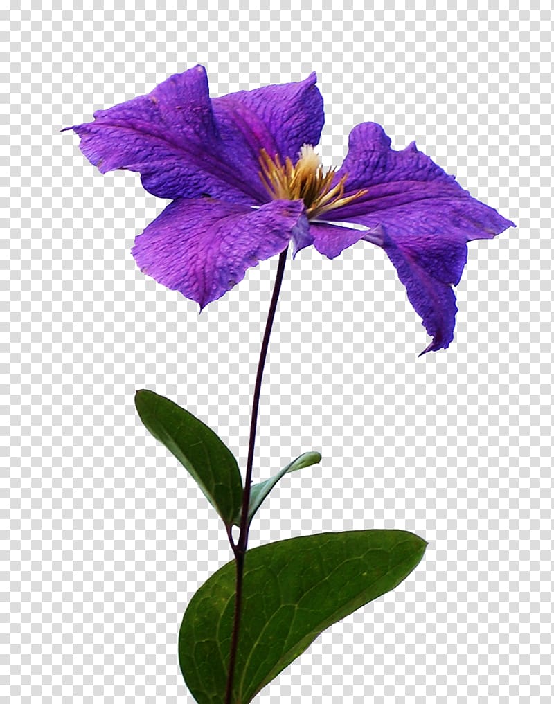 Bach flower remedies Clematis viticella, Clematis transparent background PNG clipart