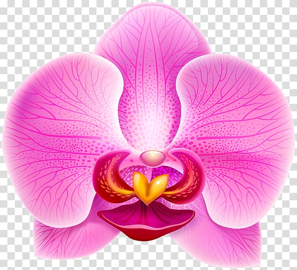 Orchids Violet , orchid transparent background PNG clipart