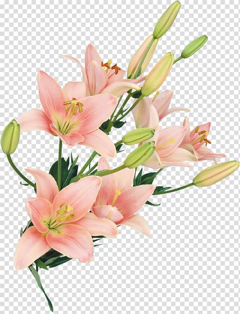 Cut flowers Floral design Flower bouquet Floristry, lilly transparent background PNG clipart