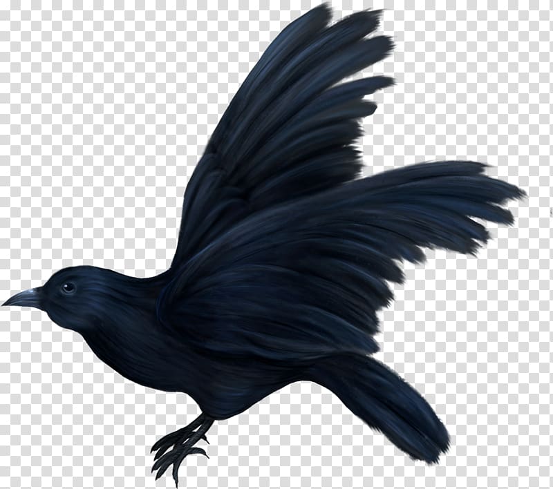American crow Bird Correllian Nativist Tradition May Oiseaux variés, Bird transparent background PNG clipart