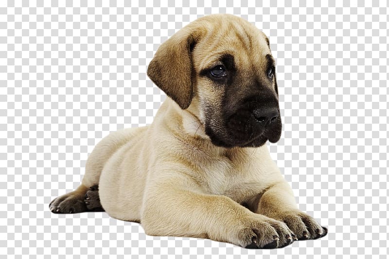 Black Mouth Cur Puppy Great Dane Bullmastiff Boerboel, puppy transparent background PNG clipart