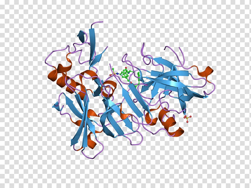 Beta-secretase 1 Amyloid precursor protein secretase Amyloid beta Enzyme, Cathepsin transparent background PNG clipart