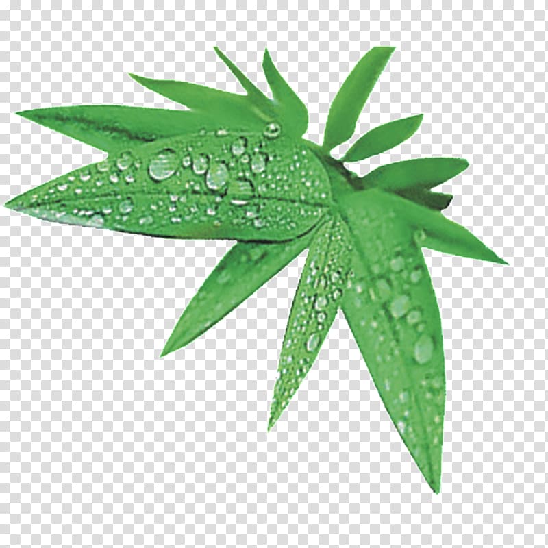 Leaf Computer Icons Cartoon, Green bamboo leaves transparent background PNG clipart
