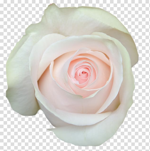 Garden roses Cabbage rose Floribunda Cut flowers Petal, Aubade transparent background PNG clipart