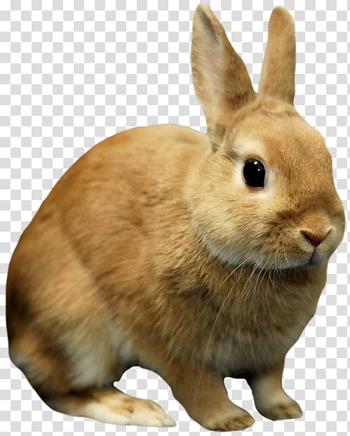 Lionhead rabbit Netherland Dwarf rabbit Holland Lop Dwarf Hotot Domestic rabbit, Free Rabbit transparent background PNG clipart