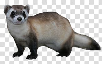 Ferret transparent background PNG clipart