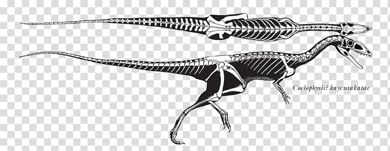 Velociraptor Tyrannosaurus Plateosaurus Staurikosaurus Eoraptor lunensis, dinosaur transparent background PNG clipart