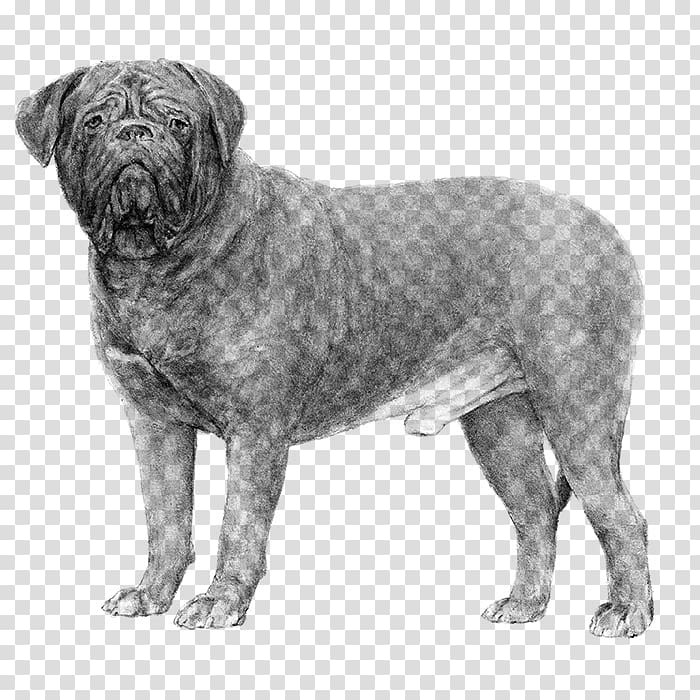 Dogue de Bordeaux Dogo Argentino Ca de Bou American Kennel Club Dog breed, others transparent background PNG clipart