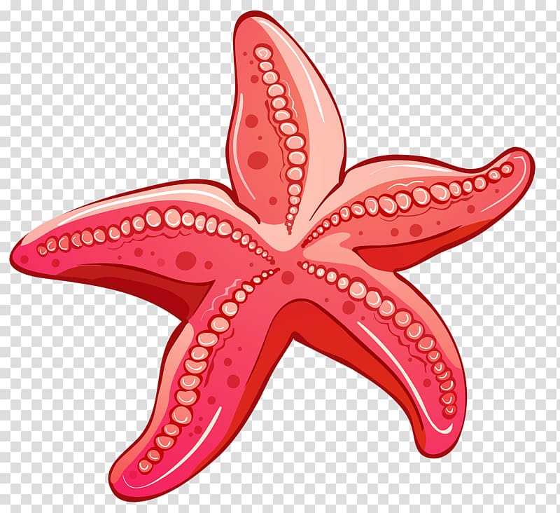 Red, Red starfish transparent background PNG clipart