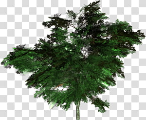 Tree Forest Woody plant Spruce Conifers, tree transparent background PNG clipart thumbnail