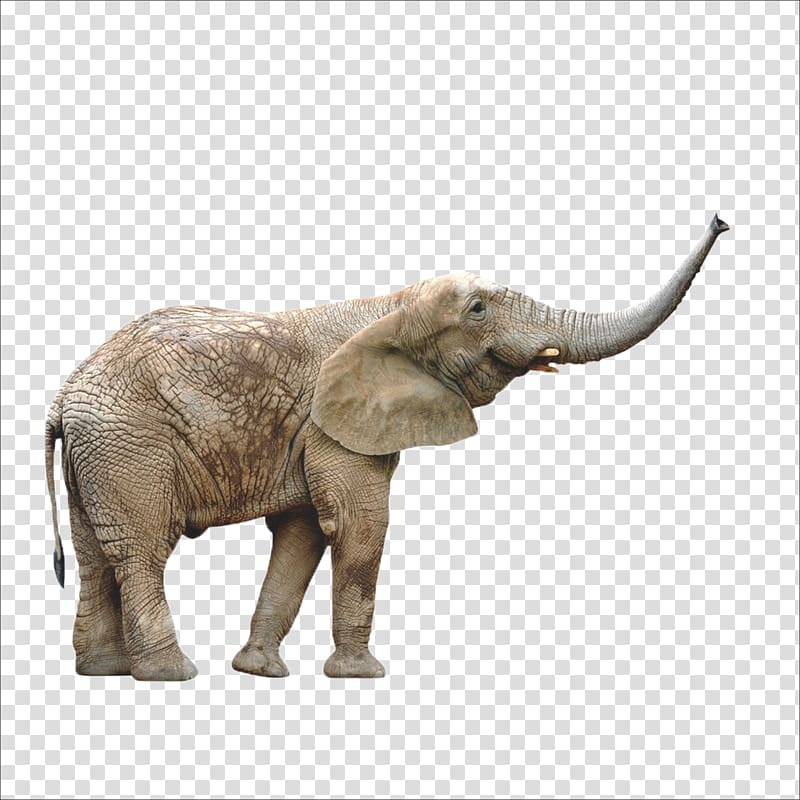 gray elephant, Call of Nature: The Secret Life of Dung The Secret Life of Flies Amazon.com Feces Insect, Elephant transparent background PNG clipart